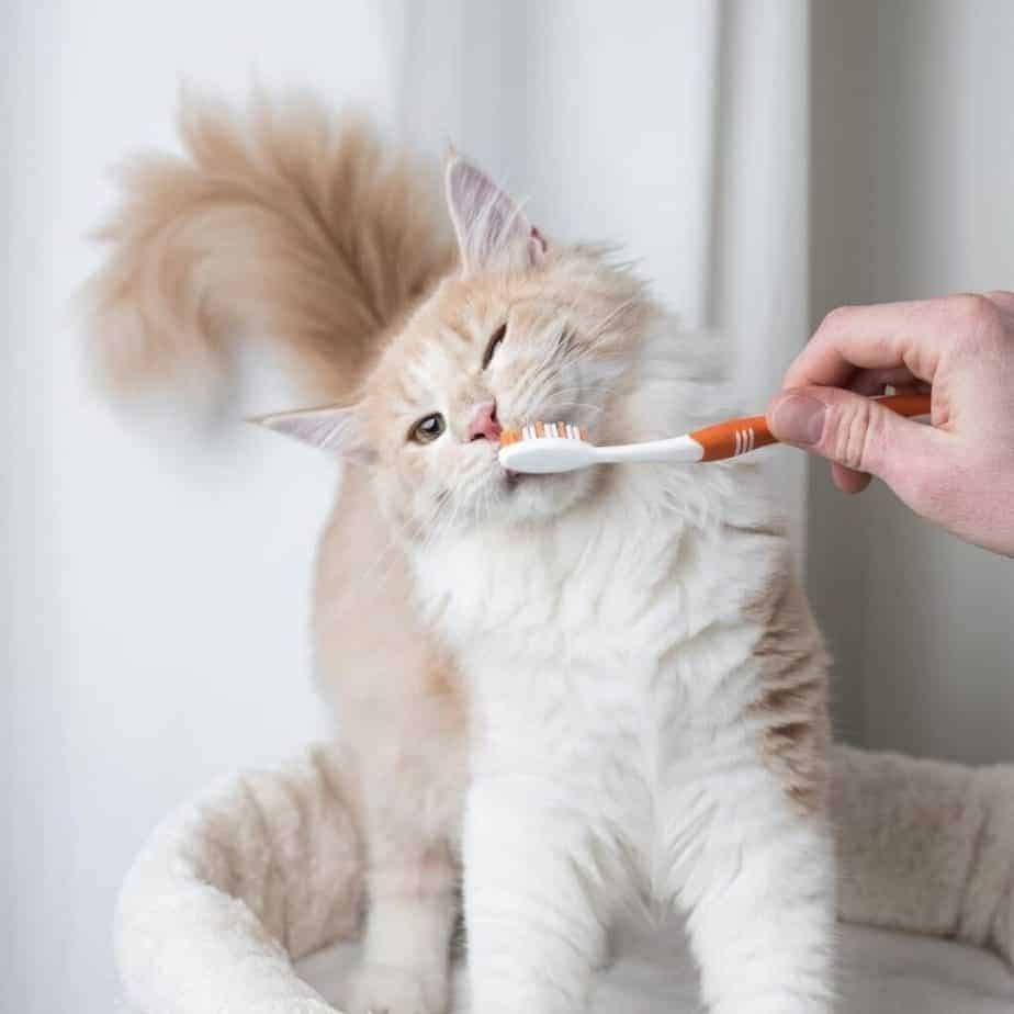 Manfaat grooming kucing